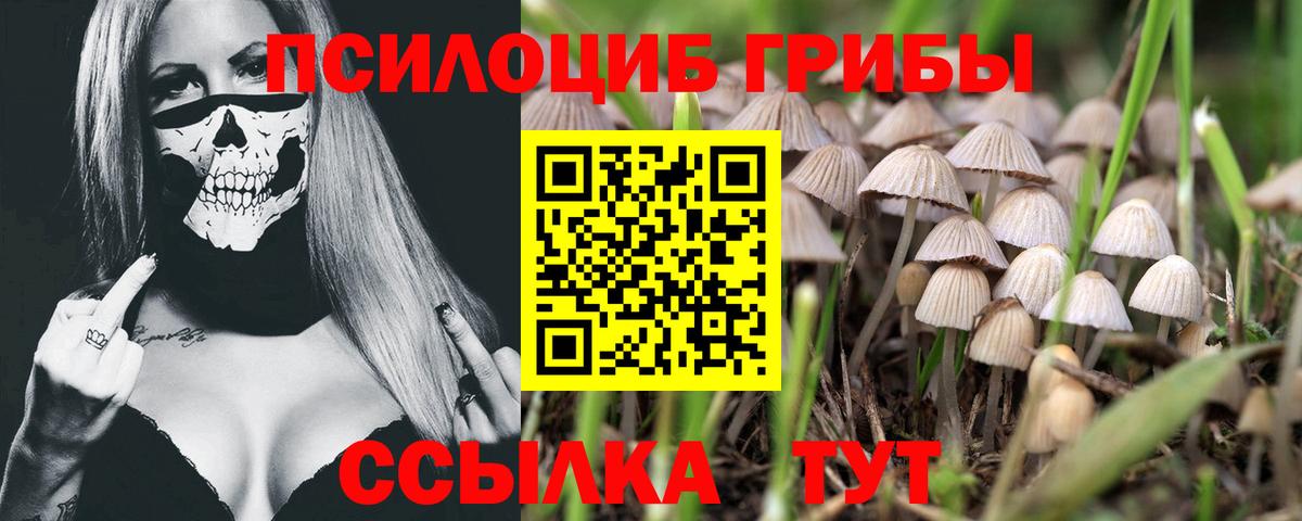 Галлюциногенные грибы мицелий  Вход с VPN  купить наркотик  Галлюциногенные грибы мицелий  Каменка 